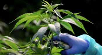 Senado acata sugestão popular que libera uso medicinal da cannabis